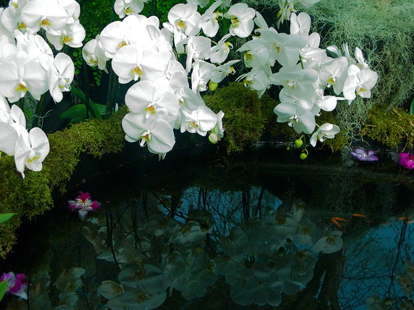 Orchid Pool