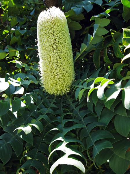 Corn Cob Protea