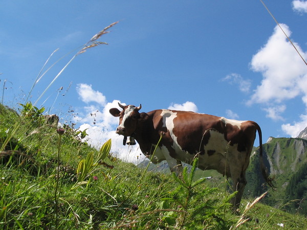 Alpine cow