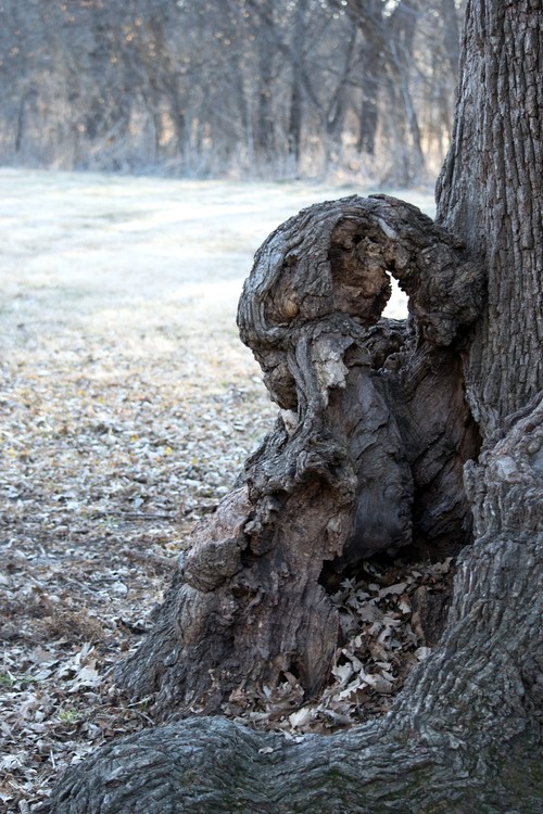 Child In A Tree