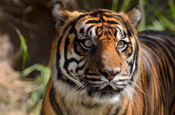Eyes of the Sumatran Tiger
