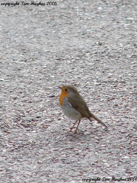'Robin 1'