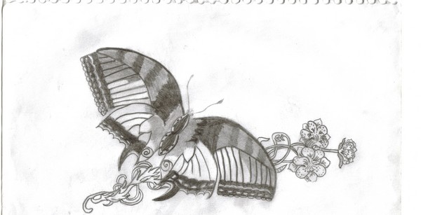 butterfly