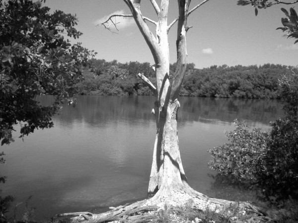 B/W TREE