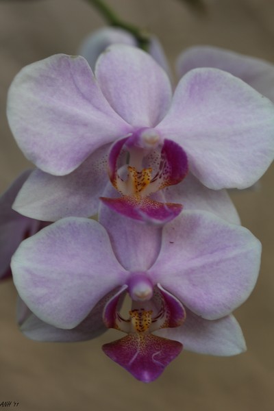 Purple Orchid