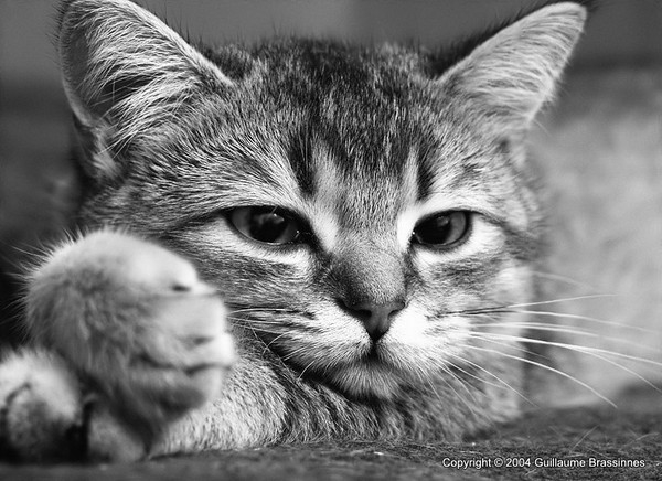 Tibou - Cat