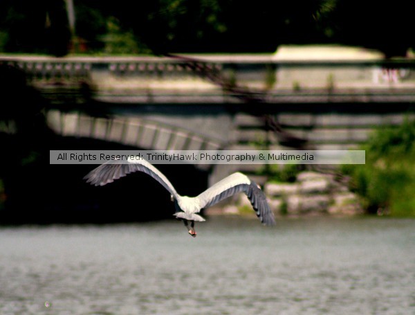 takingflight