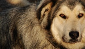 In Memory of our Beloved Canine