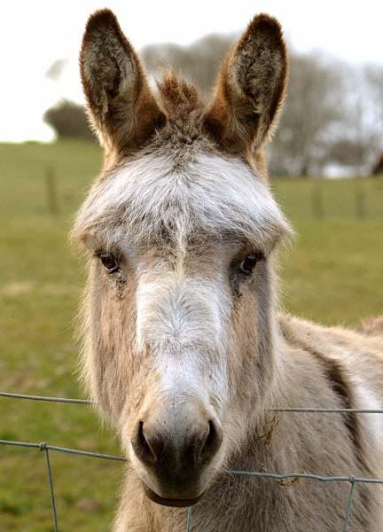 Donkey 