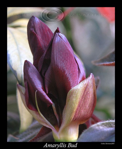 Amaryllis Bud