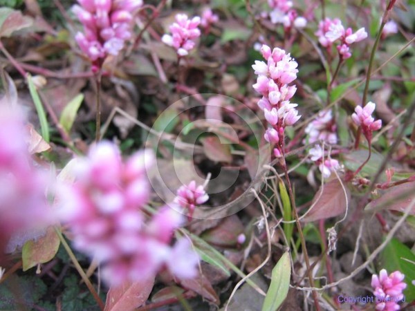Pink Flowers