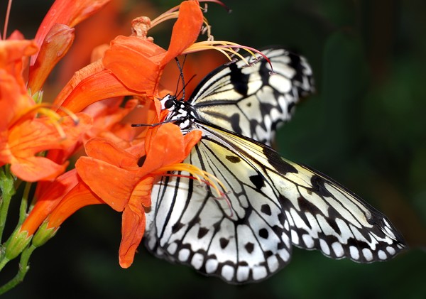 Tree Nymph