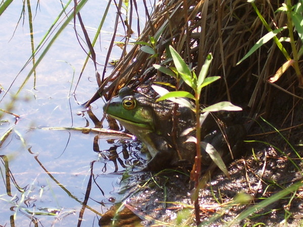 Ribbitt