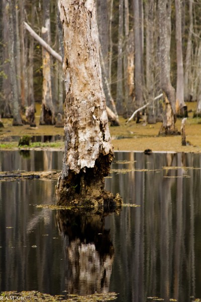 Reflection