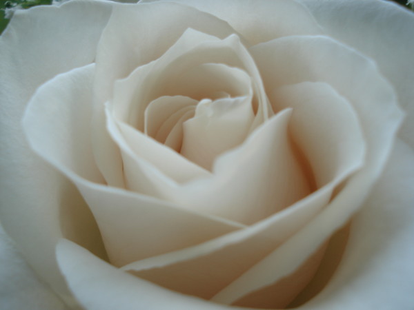 Cream Rose II