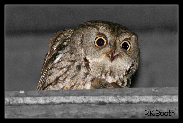 owl vs. sparrow