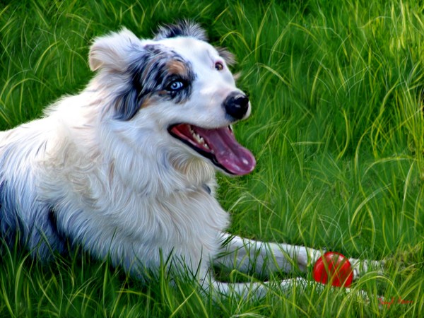 The Happy Dog