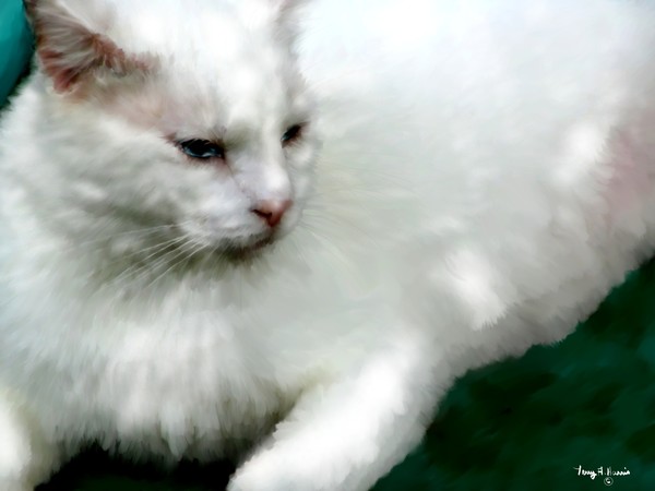 Regal  White Cat
