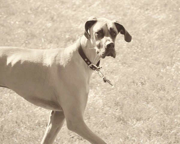 Otis