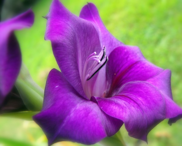Purple Floral