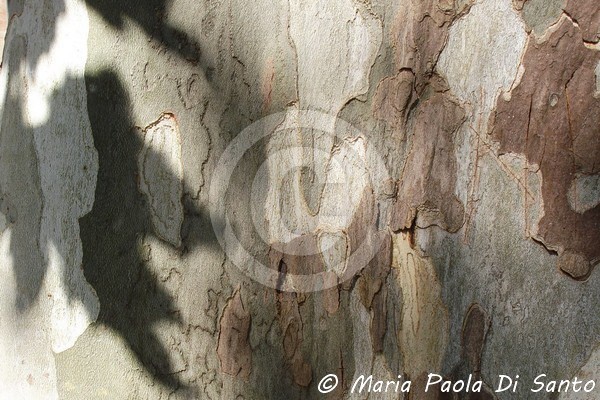 Fingerprint