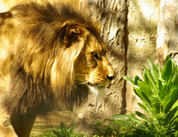 Prowling King.