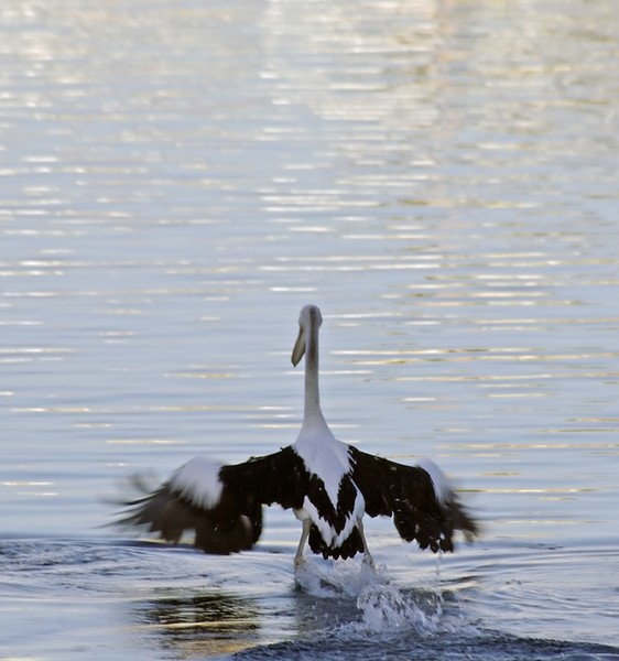 Coming in for a landing.