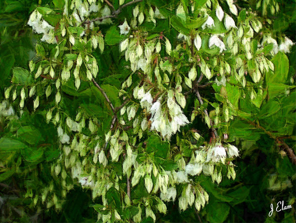 Flower 7