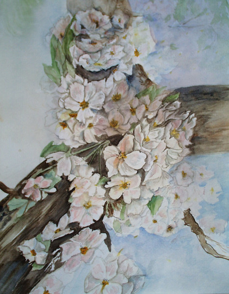 Cherry Blossom