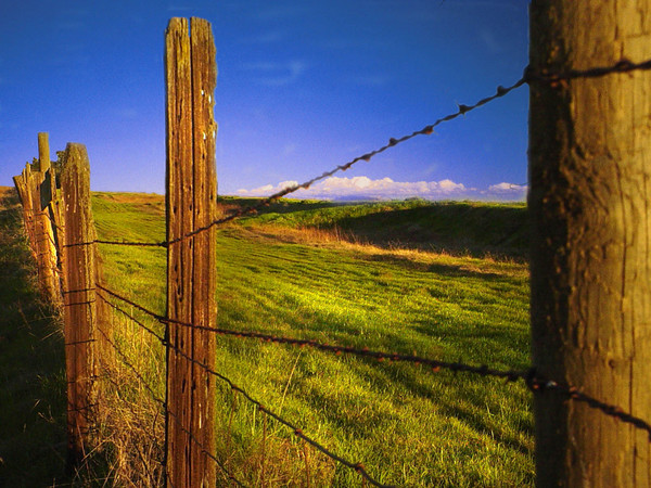 Fence line