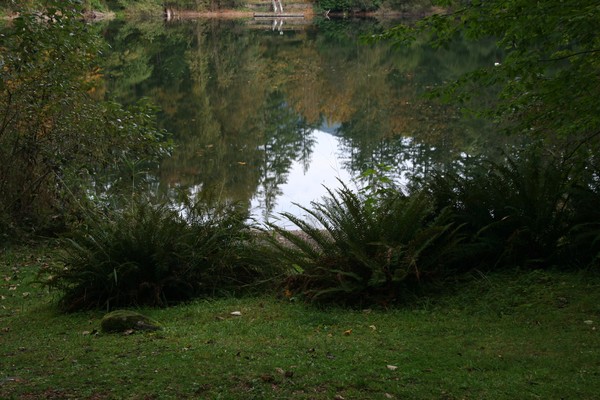 Ferns