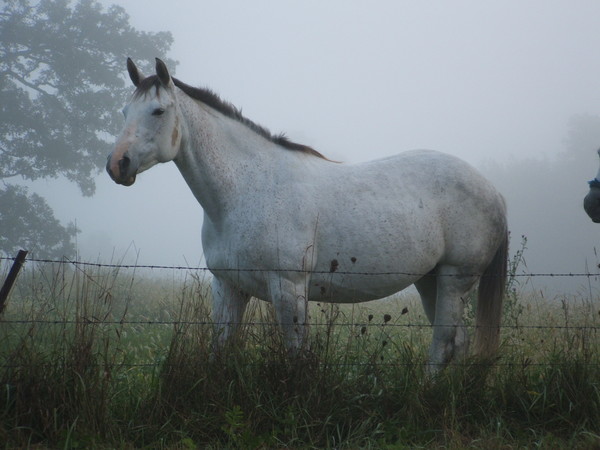 Matriarch
