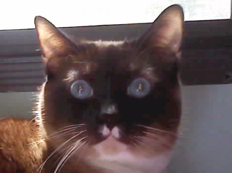 Miss Princees