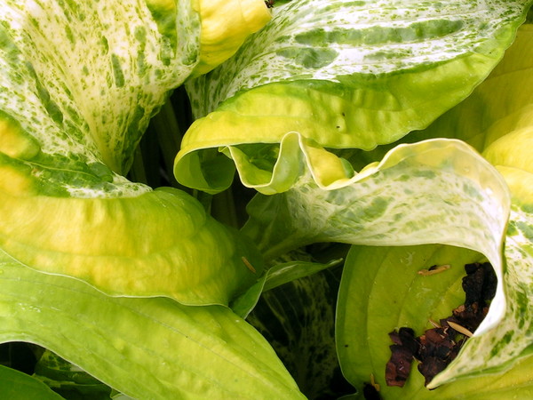 Vegetation 1