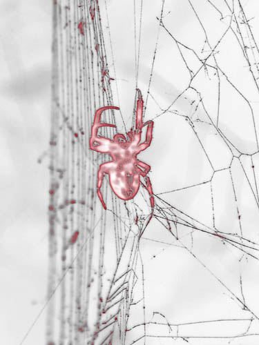 Red Spider