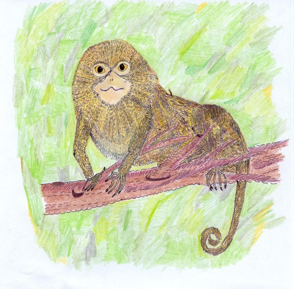 pygmy marmoset