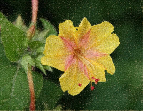 Yellow/Pink Four O'clock