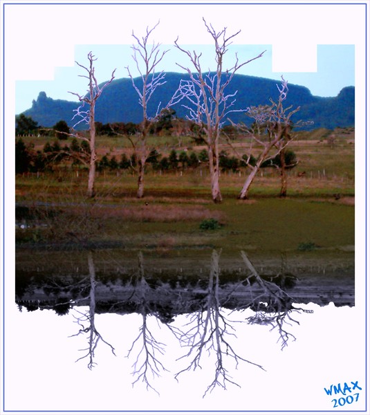 THE TREES OF THE WAY