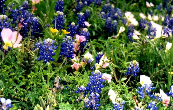 Bluebonnets of Texas