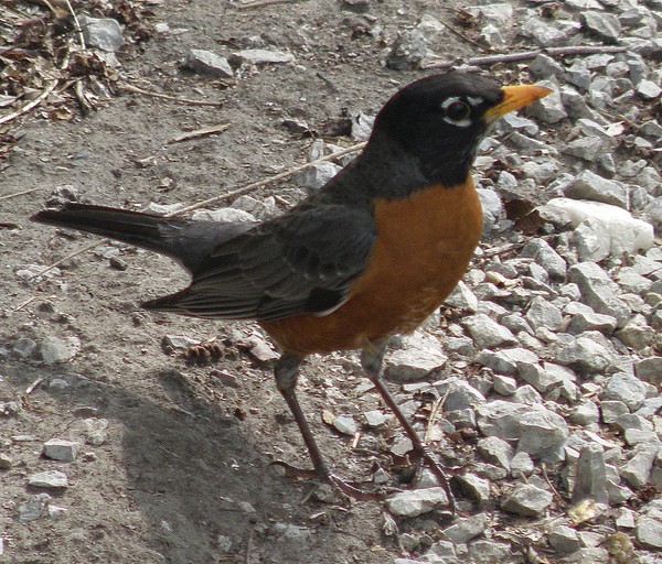 Robin