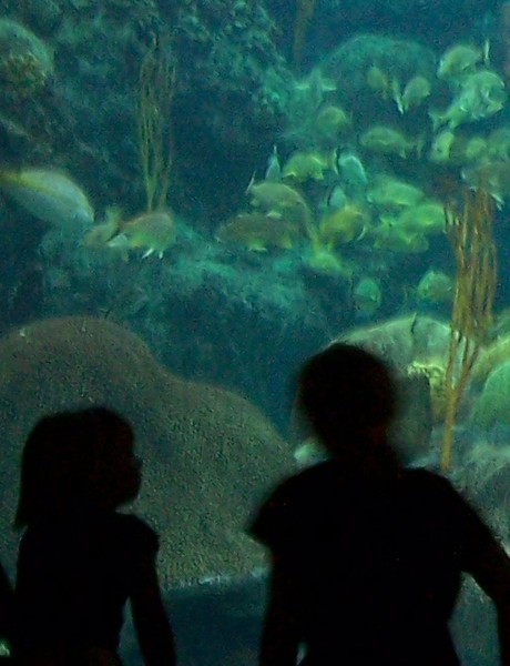At the Aquarium