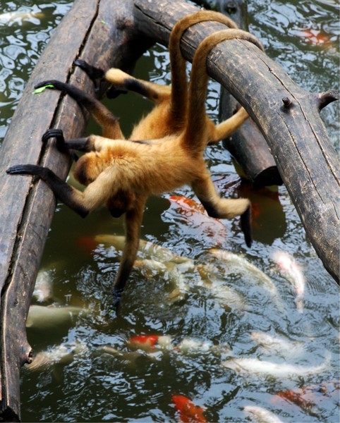 Monkeys and Fish