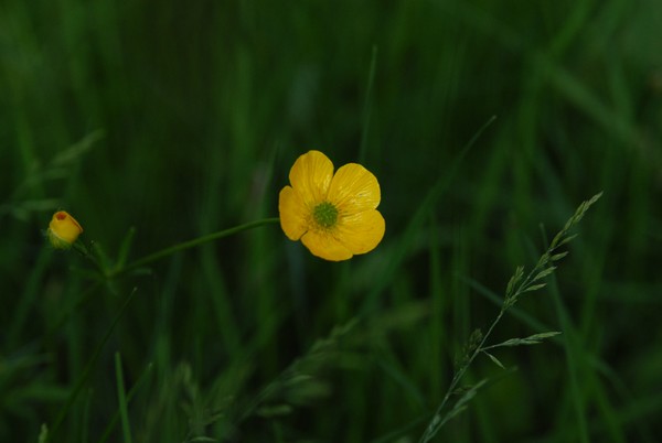 Butter cup