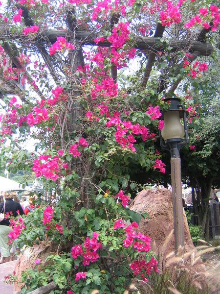 Fuschia Explosion