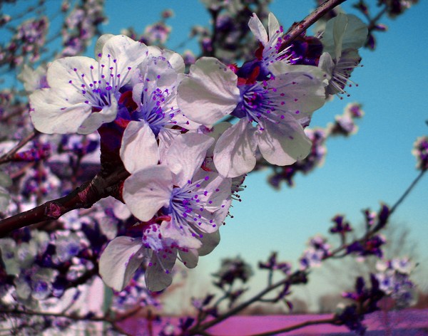 World of Fairy Blossoms