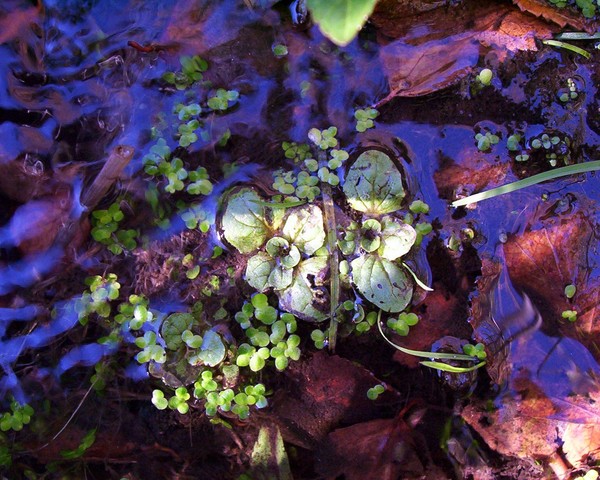 Out My Back Door...Underwater Wonder