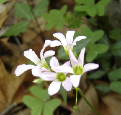 Natural Beauty Two
