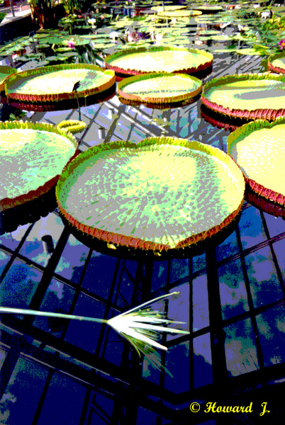 Lovely Lillies