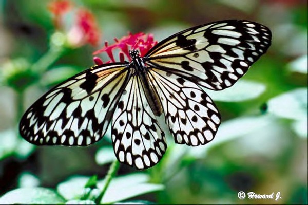 Metamorphosis