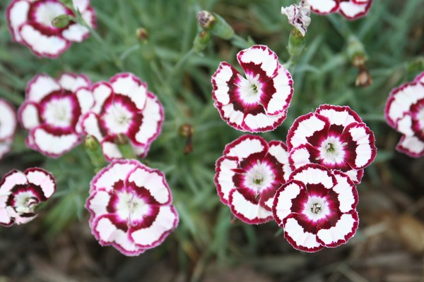 More Flowers